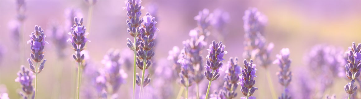 Lavendel